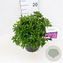 Rhododendron 'Blaue Donau' 25-30 cm 4,0L