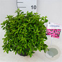 Rhododendron (J) 'Madame van Hecke' 25-30 cm 4,0L