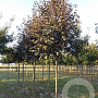 Acer pseud. 'Atropurpureum' 16-18 HO draadkluit
