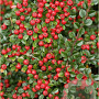 Cotoneaster cochleatus 'Schneider' GM 1.5