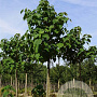 Paulownia tomentosa 18-20 HO draadkluit