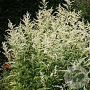 Artemisia lactiflora 'Jim Russell' GM P9