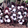Asarum maximum 'Ling Ling' GM P9