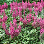 Astilbe c. 'Vision in Pink' GM P9
