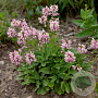 Stachys monieri 'Saharan Pink' GM P9