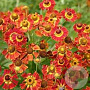 Helenium 'Königstiger' GM P9