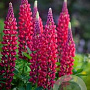 Lupinus 'The Pages' GM P9
