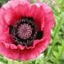 Papaver or. 'Marlene' GM P9