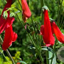 Penstemon b. 'Coccineus' GM P9