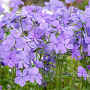 Phlox div. 'Blue Moon' GM P9