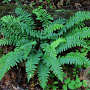 Polystichum acrostichoides GM P9