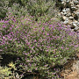 Thymus capitatus GM P9