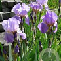 Iris (G) 'Lovely Again' GM P9