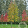 Liquidambar styraciflua 'Moraine' 16-18 HO draadkluit
