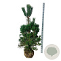 Pinus nigra nigra 150-175 cm draadkluit