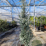 Eucalyptus gunnii Azura 200-250 cm 35L