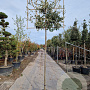 Quercus ilex 10-12 cm container LEIVORM 200 cm stam