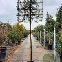 Quercus ilex 6-8 cm container 200 cm stam leiboom
