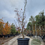 Cornus florida rubra 250-300 cm cont. 150L