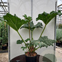 Gunnera manicata GM 2,0L