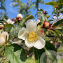 Stewartia pseudocamellia 60-80 cm 7,5L struik