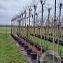 Liquidambar s. 'Gum Ball' 8-10 HO container 225 cm stam