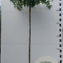 Quercus palustris 10-12 HO container dakvorm 250 cm stam