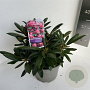 Rhododendron (Y) 'Kalinka' 30-40 cm 5,0L