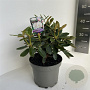 Rhododendron (Y) 'Schneekrone' 30-40 cm 5,0L