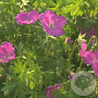 Geranium sanguineum GM P9