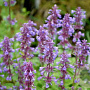 Nepeta grandiflora 'Blue Danube' GM P9
