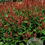 Persicaria amplexicaulis GM P9