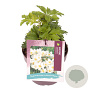Anemone sylvestris 'Snow White' GM 2,0L