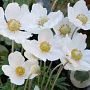 Anemone sylvestris 'Snow White' GM 2,0L