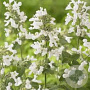 Nepeta faassenii 'Snowflake' GM P9