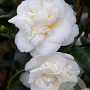Camellia j. 'Nobilissima' 40-50 cm 3,0L