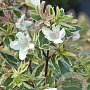 Abelia grandifl. 'Sparkling Silver' 80-100 cm 20L