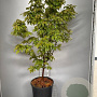 Acer griseum 100-125 cm 20L