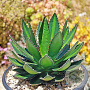 Agave lophantha GM c20