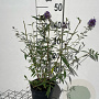 Buddleja davidii nanhoensis 40-60 cm 2,0L
