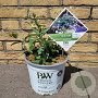Buddleja Lilac Chip GM C3