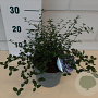 Ceanothus thyrsiflorus repens 20-30 cm 2,0L