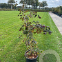 Corylus 'Red Majestic' 125-150 cm 20L