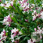 Daphne transatlantica 'Eternal Fragance' 60-80 cm 20L breed