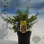 Escallonia 'Red Dream' 20-30 cm 2,0L