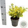 Euonymus fort. 'Emerald 'n' Gold' 20-30 cm 2,0L