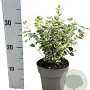 Euonymus fort. 'Emerald Gaiety' 20-30 cm 2,0L