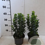 Euonymus jap. 'Green Spire' 20-30 cm 2,0L