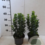 Euonymus jap. 'Green Spire' 20-30 cm 2,0L