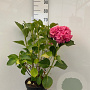 Hydrangea m. 'Sibilla' GM 7,5L